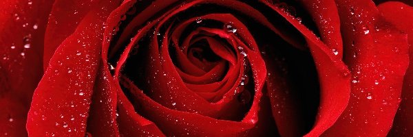 Róży, Kwiat, Czerwony