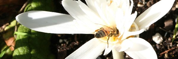 Pszczoła, Zimowit, Biały