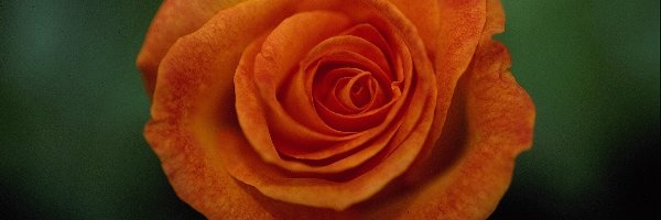 Róży, Kwiat, Pomarańczowy