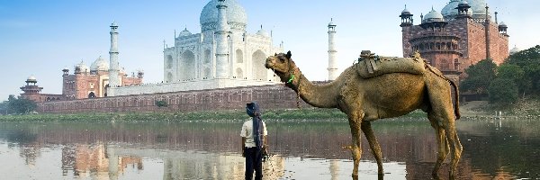 Indie, Agra, Wielbłąd