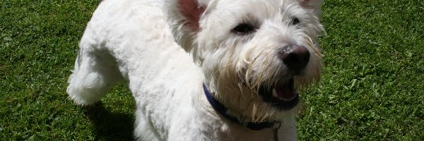 trawa, zielona, West Highland White Terrier