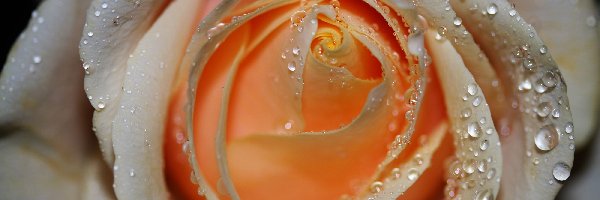 Rosa, Herbaciana, Róża