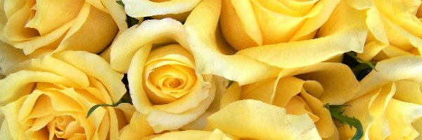 Róż, Główki, Żółte
