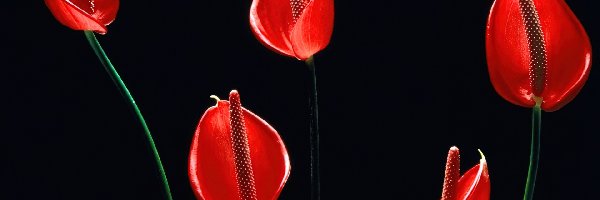 Czerwony, Skrzydłokwiat, Kwiat
