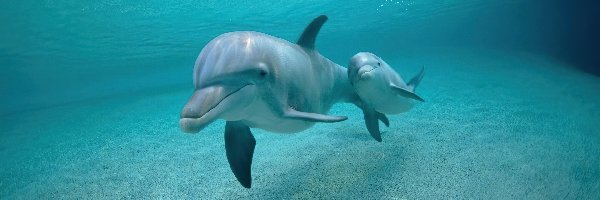 Woda, Delfiny