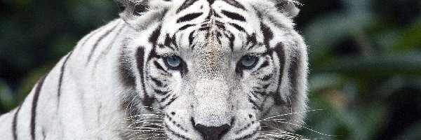 Tygrys, Drapieżny, Biały