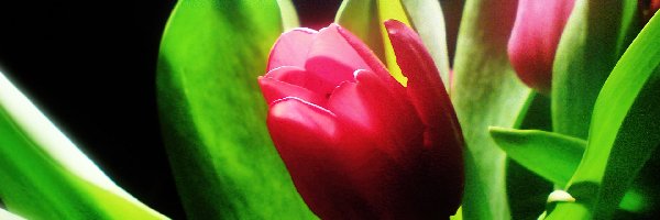 Tulipany, Liście, Zielone, Czerwone