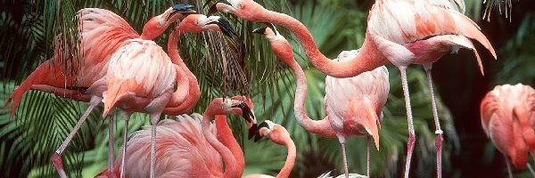palmy, Flamingi