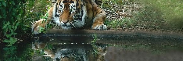 Woda, Tygrys, Przyczajony