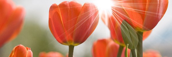 Tulipany, Światło, Przebijające, Czerwone