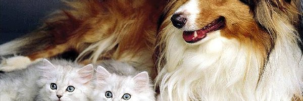 Kotki, Owczarek szkocki długowłosy, Pies, Białe