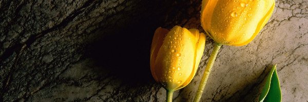 Tulipany, Listek, Łodygi, Żółte