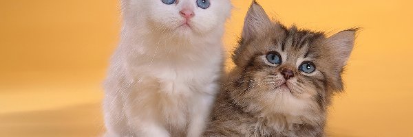 Dwa, Kotki, Małe, Oczy, Niebieskie