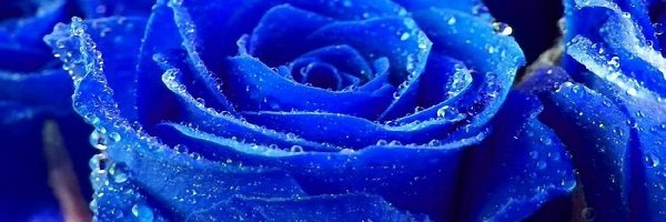Róża, Wody, Krople, Niebieska