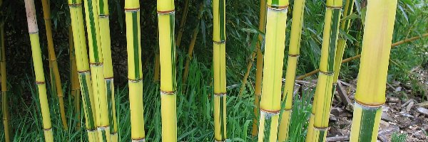 Bambusa, Łodygi