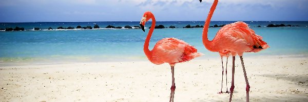 Morze, Flamingi, Niebo, Plaża