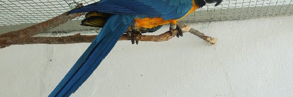 Ara błękitna, Papuga