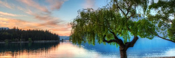 Jezioro, Nowa Zelandia
, Serene, Drzewo