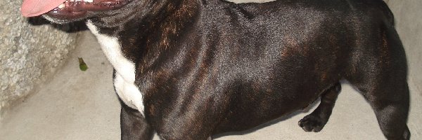 Staffordshire Bull Terrier, umaszczenie, czekoladowe, morda
