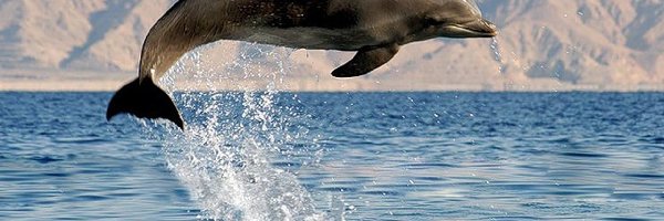 Delfin, Zdjęcie, Skok, Morze