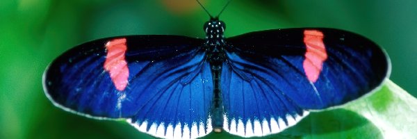 niebieski, Motyl