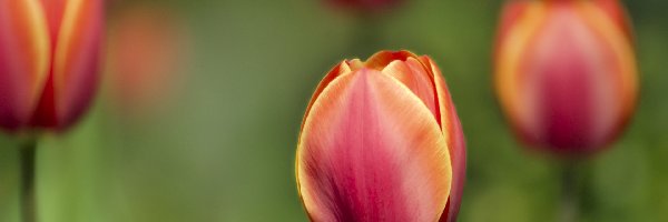 Tulipana, Kwiat, Zamknięty