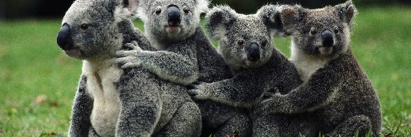 Koala, Misie, Cztery