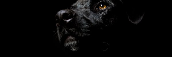 Labrador Retriever, Pies, Czarny