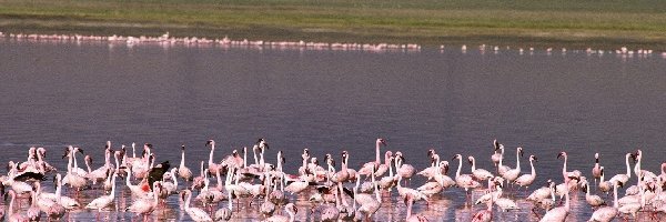 stado, jezioro, woda, Flamingi