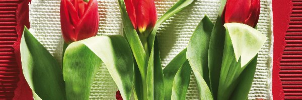 Tulipany, Kwiaty, Kompozycja
