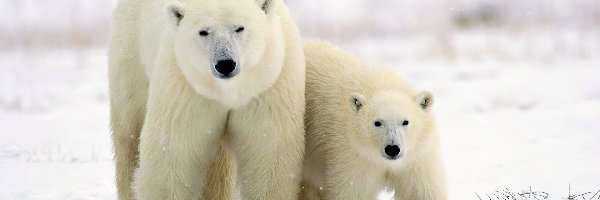 Polarne, Młode, Mama, Niedźwiedzie