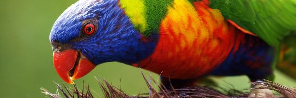 Papuga, Kolorowa