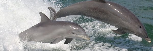 Delfiny, Szare, Dwa