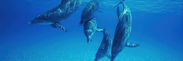 Głębiny morskie, Delfiny