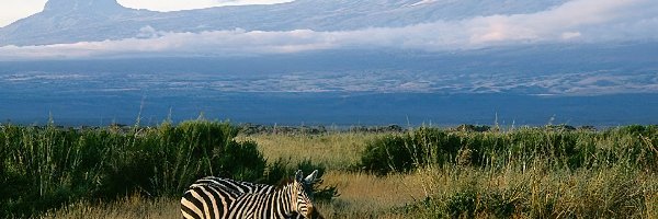 kilimandżaro, góra, Zebra