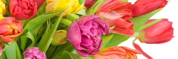 Tulipanów, Kolory, Różne