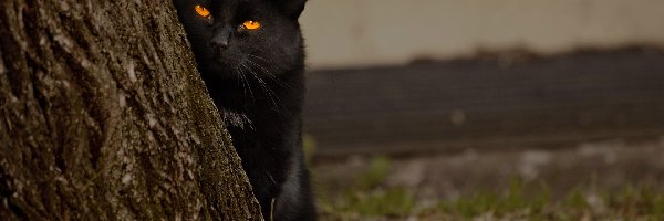 Kot, Oczy, Pomarańczowe, Czarny