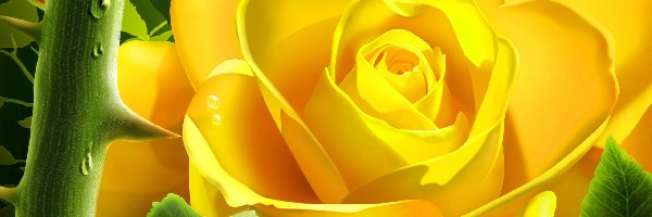 Kwiat, Róża, Żółta