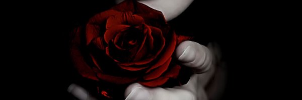 Usta, Róża, Czerwona, Kobiece