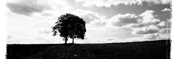drzewo, chmury, United 93