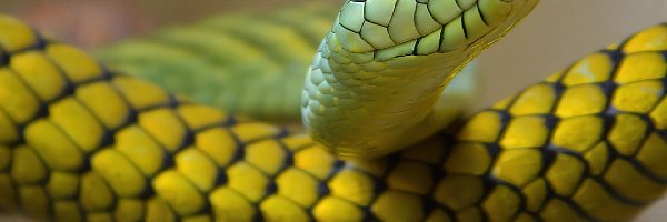 Wąż, Żółty