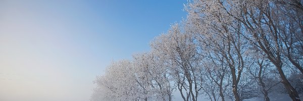 Ławka, Drzewa, Zima