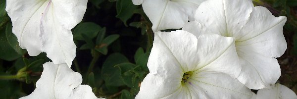 Petunia ogrodowa, Kwiatki, Białe