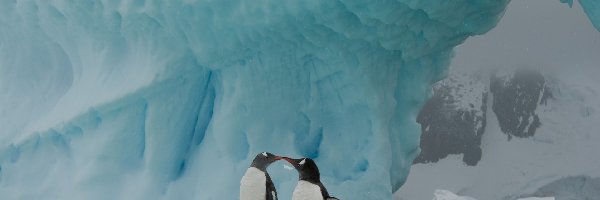 Pingwiny, Antarktyka, Aiceberg, Dwa