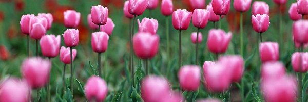 Tulipany, Różowe, Łąka