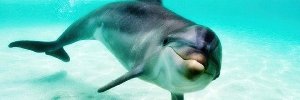 Płetwy, Delfin