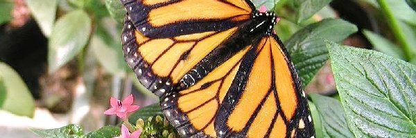 Monarch, Liście, Zielone, Motyl