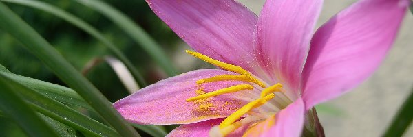 Zephyranthes Rosea, Kwiat