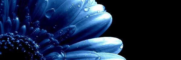 Kwiat, Wody, Krople, Niebieski