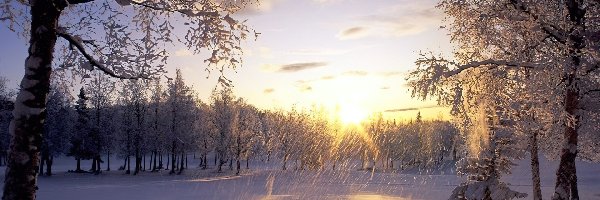 Drzewa, Przebijające Światło, Zima
